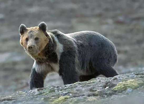 Wild bears in Qinghai broke into herders' houses and searched frantically for food