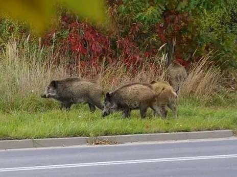 Magical animals appeared in the vegetable garden, with a nose like a pig and a body like a dog