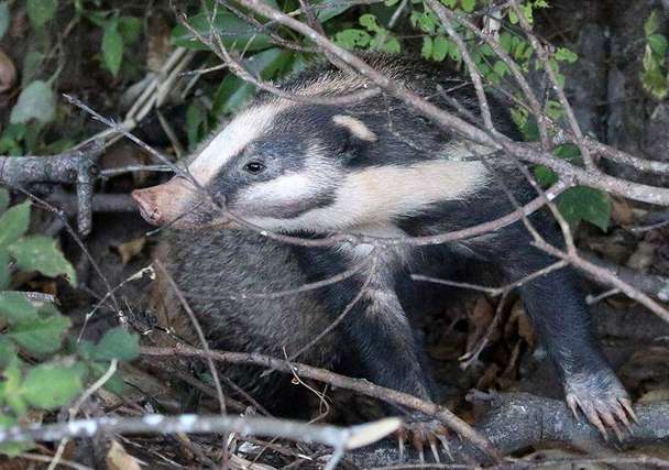 Magical animals appear in the vegetable garden, with a nose like a pig and a body like a dog