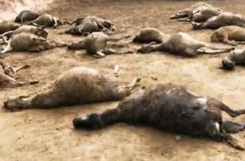 一村民称家中50多只羊疑被豹子咬死，损失7万多元