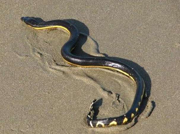 生活在海里的海蛇不爱喝海水，还经常被渴死！