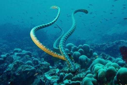 生活在海里的海蛇不爱喝海水，还经常被渴死！