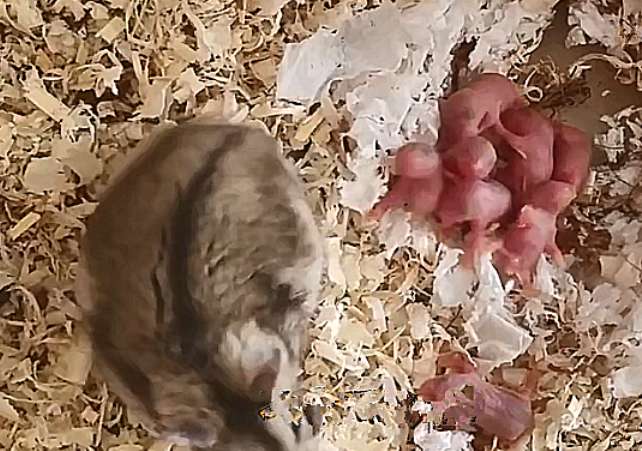 仓鼠们生了10几只幼崽，喂食时却疑惑了
