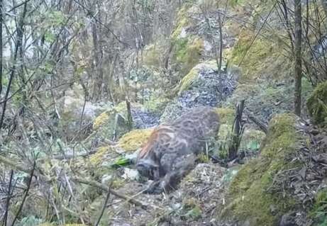 Shan Biao was photographed eating in Sichuan, and the golden cat became the king of beasts in the south?