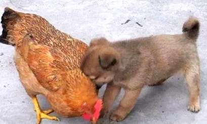 The little local dog locked the old hen's neck, and the owner didn't want to say anything after seeing it, leaving the chicken under his paws.