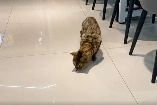 Stray cat in the university cafeteria, no one adopts it, after confirming the identity: Walking RMB