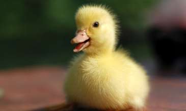 The little girl bought a duck and took it home, but the more she raised it, the more headache she got