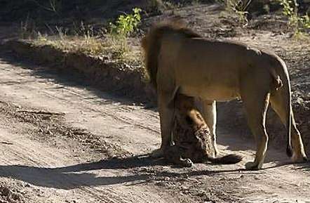 The second African brother was choked by a lion and thought he was cold. Hui Hui: What a good show