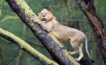 The lion was trembling in the tree. The photographer glanced at the tree and understood: this is a big deal for the business.