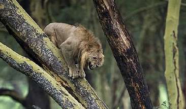 The lion was trembling in the tree. The photographer glanced under the tree and understood: this is a big deal for the business.