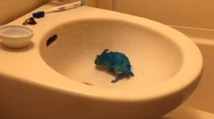 A man dyed his hamster blue, and when he was reported for abuse he wasn't convinced: What's wrong with that because I just like it?