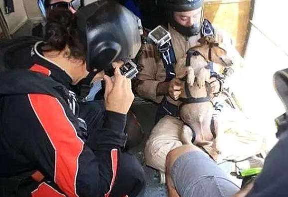 A foreign puppy participated in skydiving, the owner cheated the dog, the dog's performance is confusing