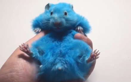 A man dyed his hamster blue, and when he was reported for abuse, he’s still not convinced: I just like it, what’s wrong?