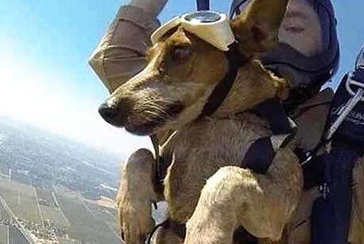 A foreign puppy participated in skydiving, the owner cheated the dog, the dog's performance is confusing