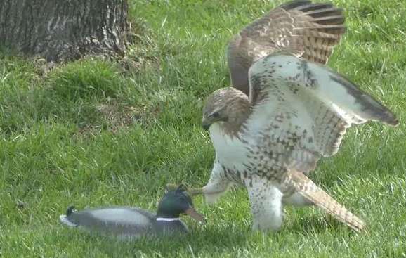 The provoked duck didn't move. After discovering something was wrong, the eagle couldn't help spitting out fragrance