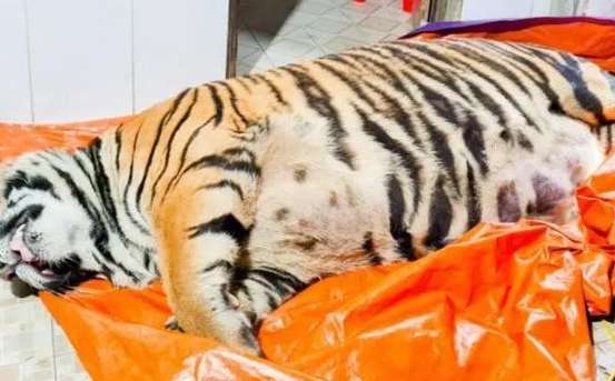 A 250-kilogram tiger is lying at home, confusing people: Foreigners are so courageous