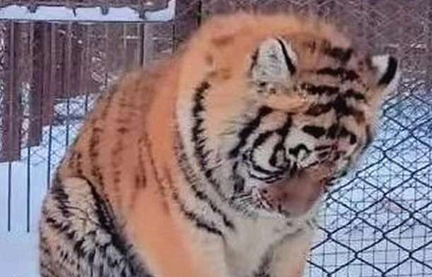 The 250-kilogram tiger is lying at home, and people are confused: foreigners are so brave