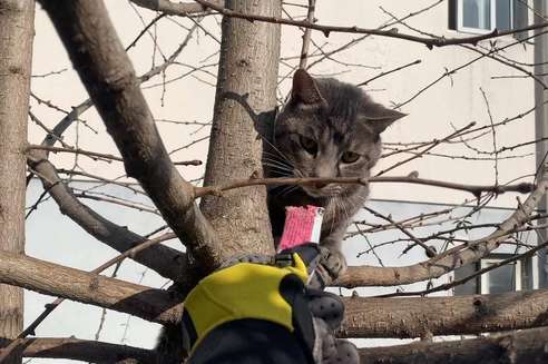 The cat was trapped on top of a tree more than 10 meters away, in danger, I couldn't help sweating after seeing it