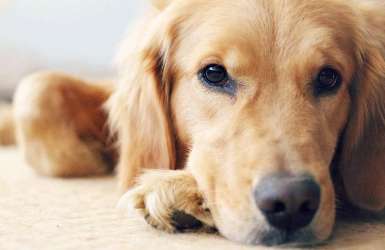 The golden retriever was injured and died by a community security guard because he was not on a leash. The owner was extremely sad and will sue the security guard involved.