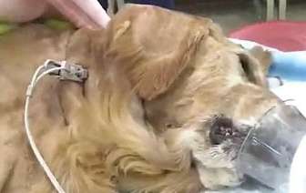 The golden retriever was injured and died by the community security guard because he was not on a leash. The owner is extremely sad: The security guard involved will be sued