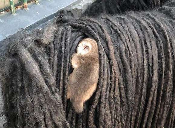 I took my mop dog out for a walk, and found something on its back. Is it hitchhiking?