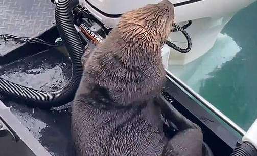 The sea otter escaped and jumped on the yacht. Looking at the sea in the distance, he understood that this was a big deal.