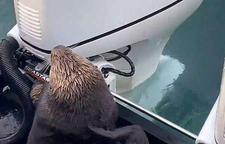 The sea otter escaped and jumped on the yacht. Looking at the sea in the distance, he understood: This is a big deal.