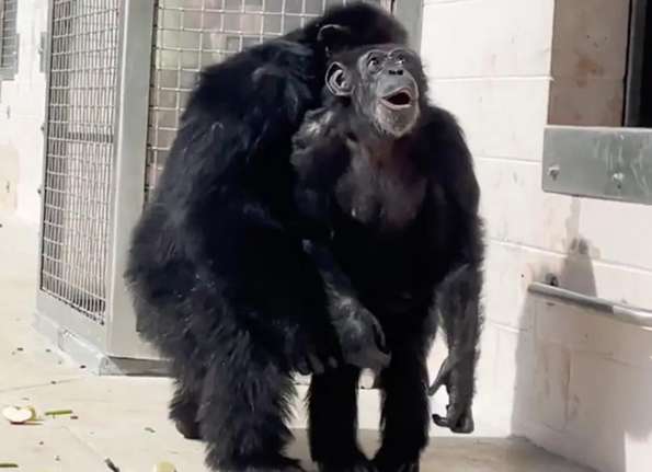 The imprisoned chimpanzee sees the sky for the first time, and the moment he looks up is heartbreaking