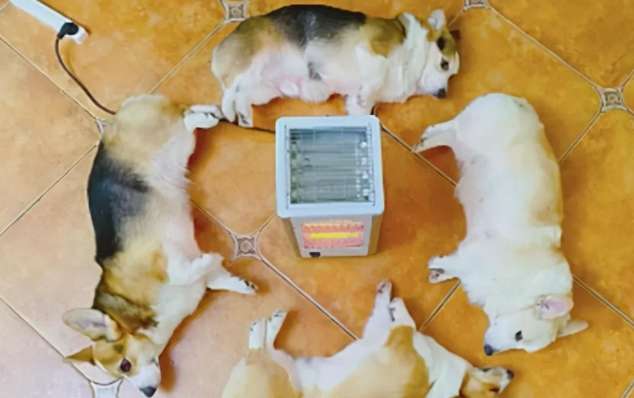 4 Corgis gathered around the heater, but after a while they smelled something burnt, like something was burnt.