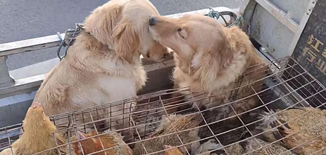 Two golden retrievers were sent to the slaughterhouse, and their companions licked their tears. Don't be afraid, I'm here.