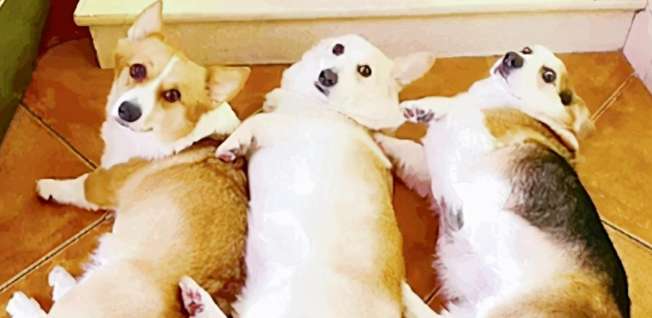 Four corgis gathered around the heater, but after a while they smelled a burnt smell: like something was burnt