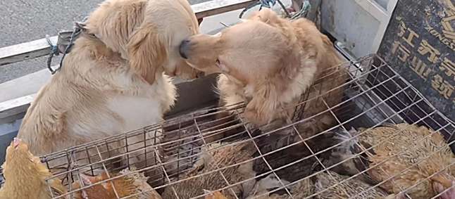 Two golden retrievers were sent to the slaughterhouse, and their companions licked their tears: Don't be afraid, I'm here