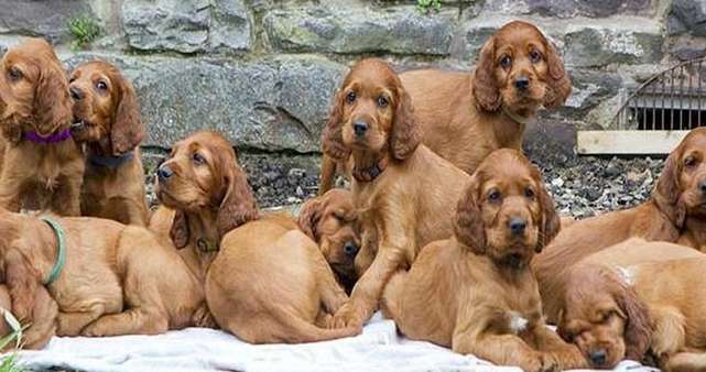 15 puppies were born in one litter. One year later, they reunited again. It made people cry when they saw it.