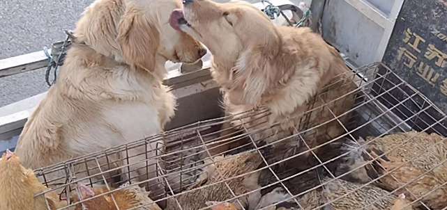 Two golden retrievers were sent to the slaughterhouse, and their companions licked their tears: Don't be afraid, I'm here