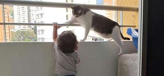 The boy climbed to the balcony, the parents are still calmly filming the video, but the cat beside is touching