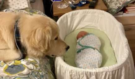 The dog became closer to the baby and often stayed by his side. Later, he often served as a meat pad.