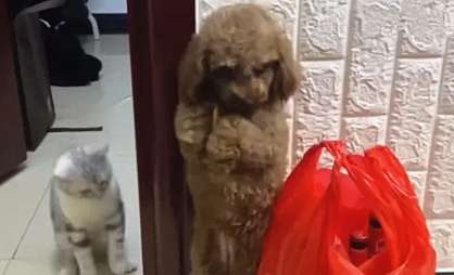 The dog was forced to stand by its owner, but the cat took revenge. It's not very harmful, but it's very insulting.