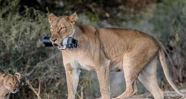 From a distance, you can see that the lion is holding something in its mouth, and it is showing off proudly. The camera zooms in and hopes for safety.