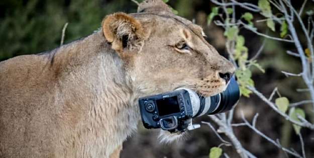 From a distance, you can see what the lion is holding in its mouth, and it is showing off proudly. After the camera is zoomed in: I hope you are safe.