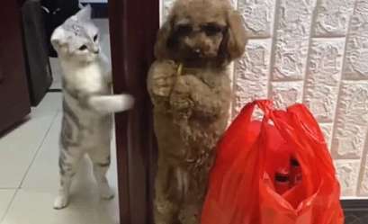 A dog was forced to stand by his owner, but the cat took revenge: not very harmful, but very insulting