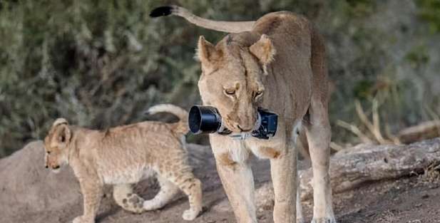 You can see from a distance that the lion is holding something in its mouth, and it is showing off proudly. After the camera is zoomed in: I hope you are safe