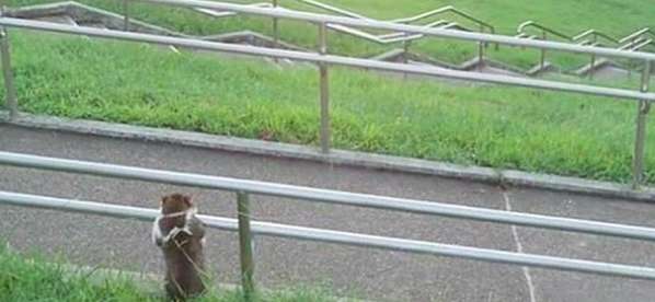 I found a cat hanging on the railing. When I got closer, I was speechless. What was it staring at so affectionately?