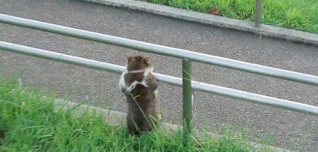 I found a cat hanging on the railing. When I got closer, I was speechless: What are you staring at affectionately?