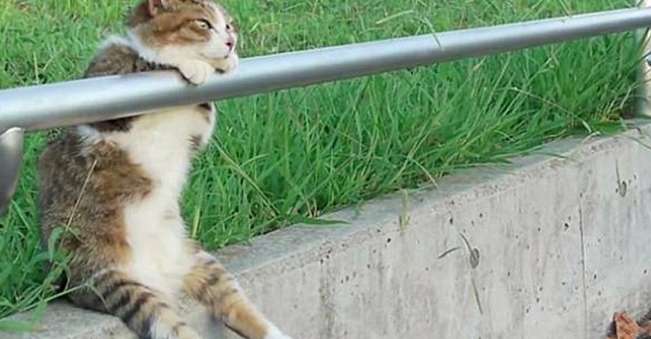 I found a cat hanging on the railing. When I got closer, I was speechless: What are you staring at affectionately?