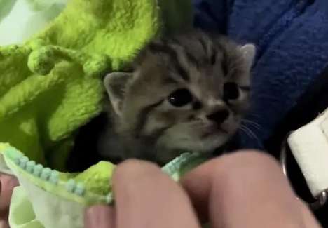 There is only one kitten left in the litter? The cute kitten immediately captured the little sister's favor