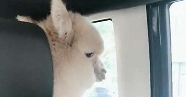 He casually placed the beans on the back seat, and the alpaca who was caught eating them looked disgusted