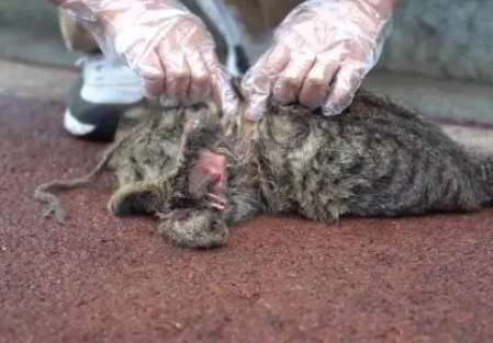 There is no safe haven, the injured cat can only huddle under the car