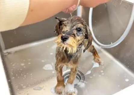 The Schnauzer, who was abandoned at birth, grew up smoothly with the care and love of everyone