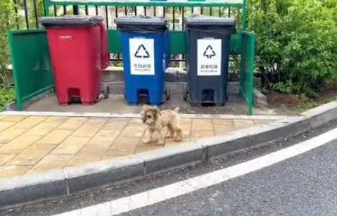 Abandoned at birth The Schnauzer has grown up smoothly in the care of everyone