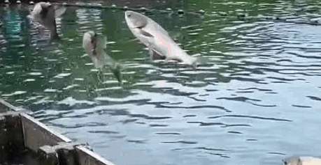 Three silver carp successfully jumped the sluice gate in West Lake at the same time, good luck 